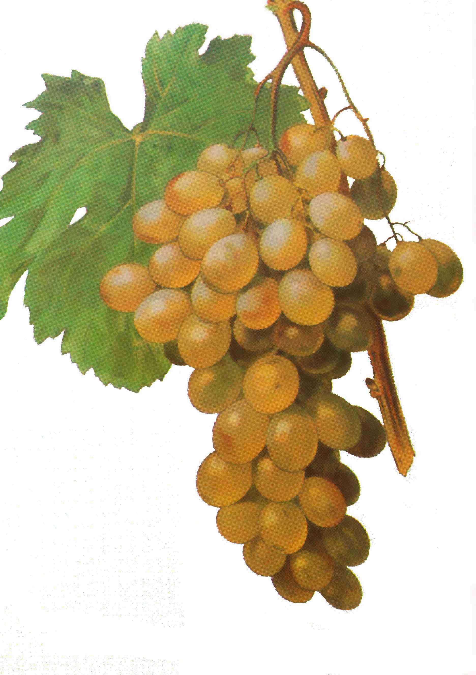 Pepper vine