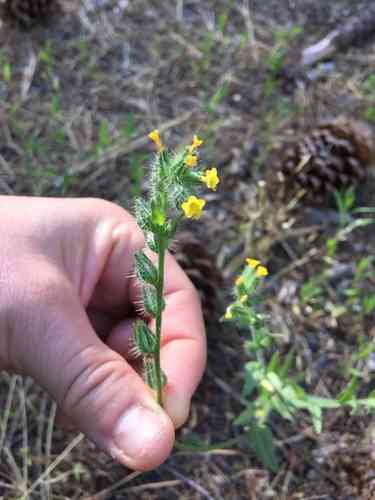 Fiddlenecks (Amsinckia)