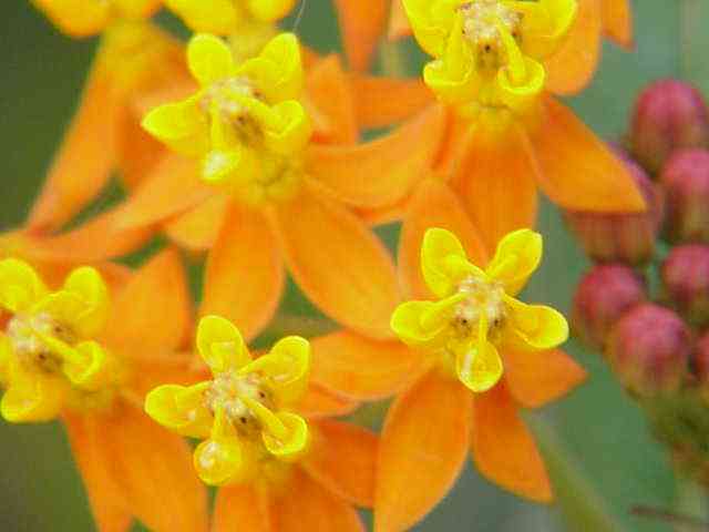 Fringed Bluestar