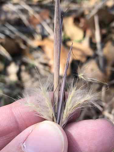 Splitbeard Bluestem