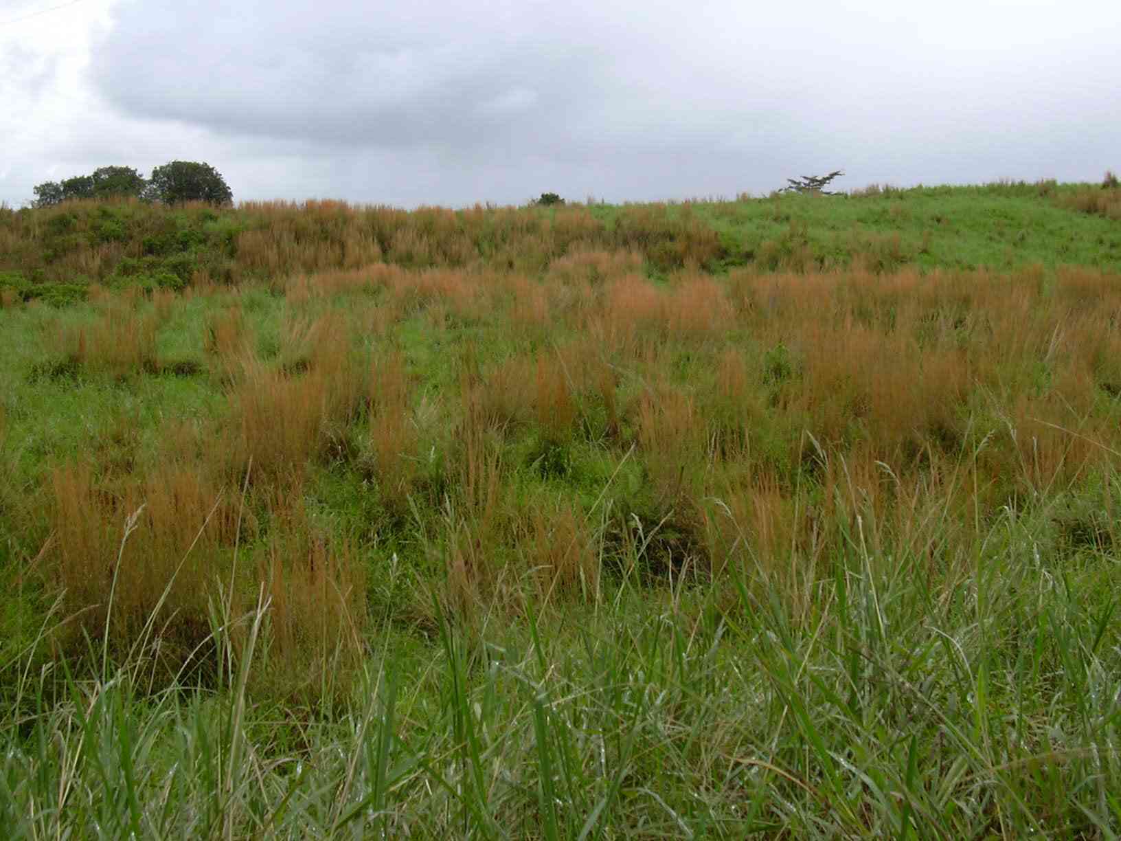 Broomsedge bluestem