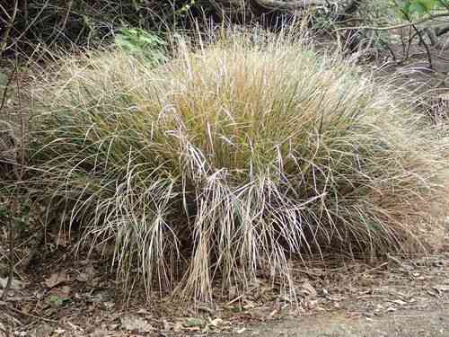 Pheasant's tail grass