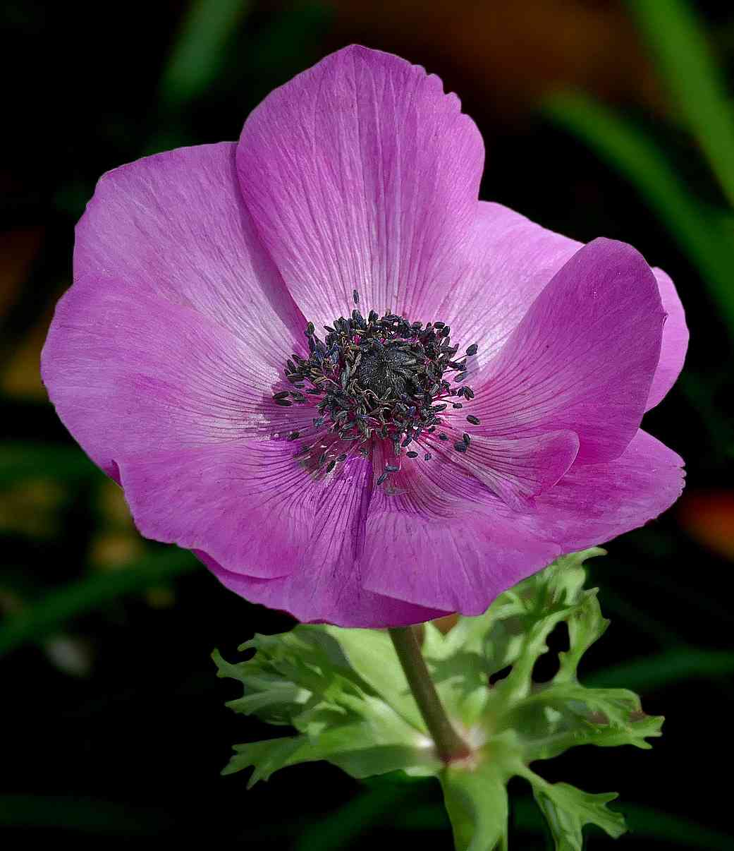 Poppy anemone