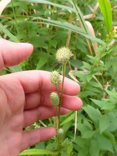 Tall Thimbleweed