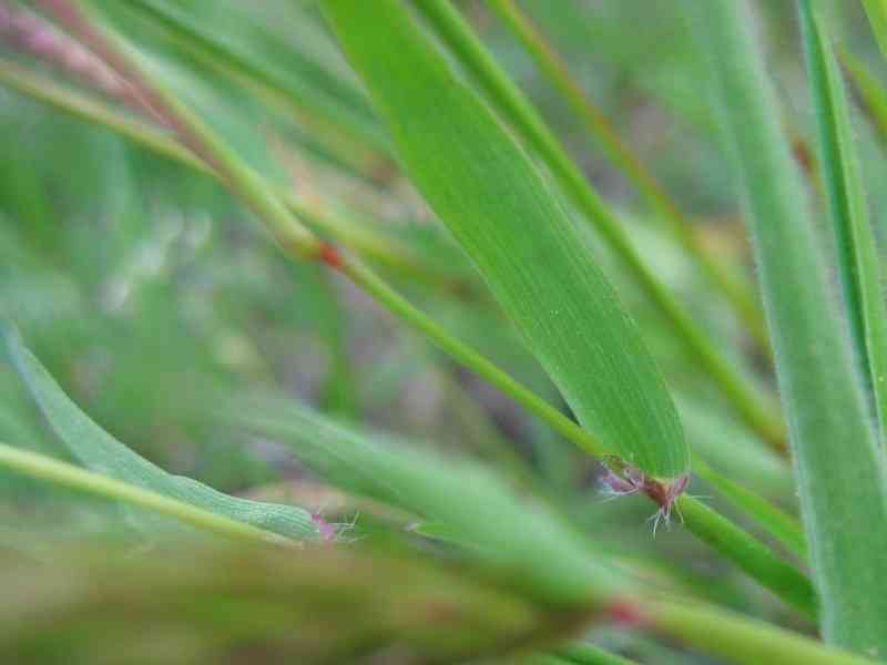 Sweet vernal grass