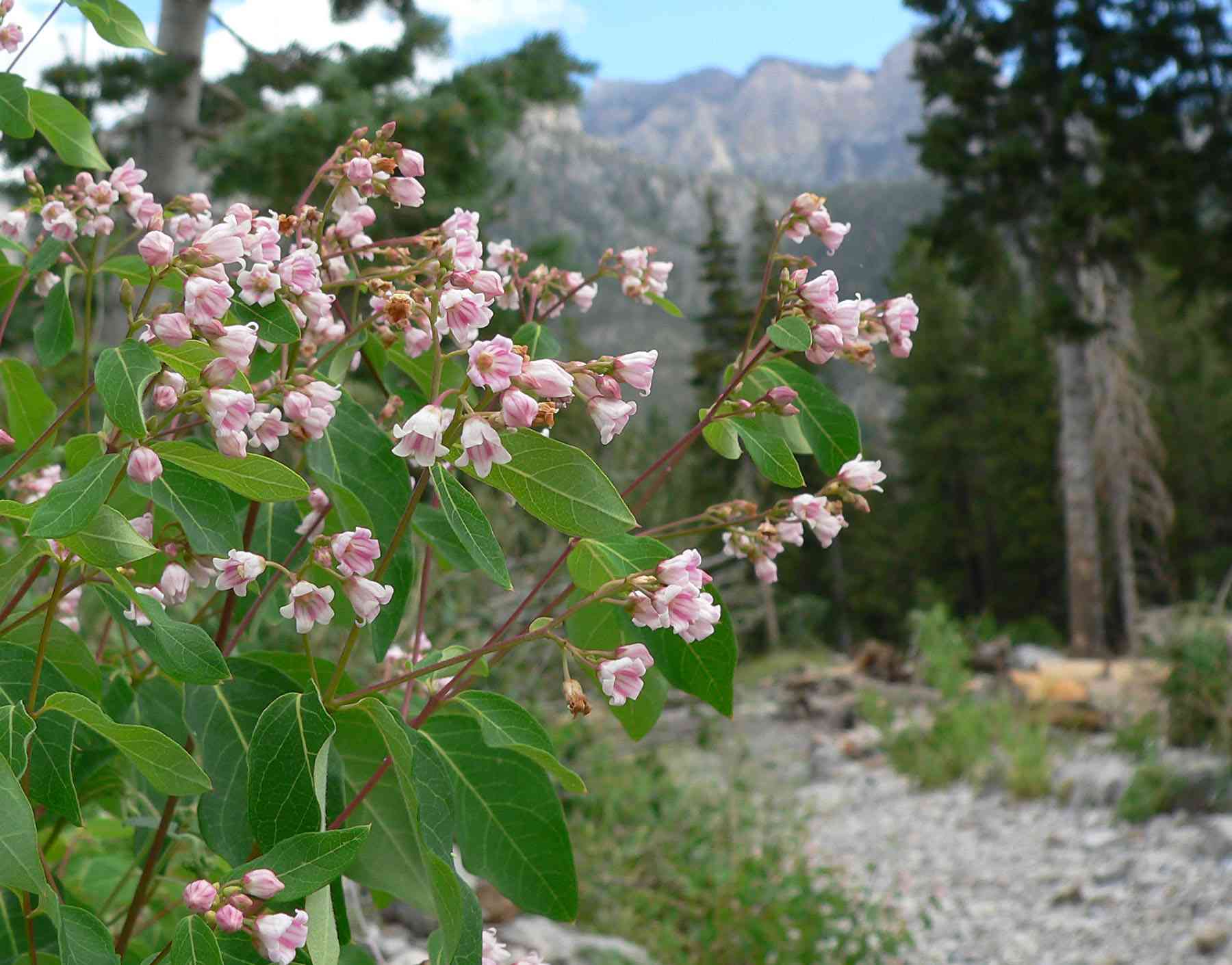 Spreading dogbane