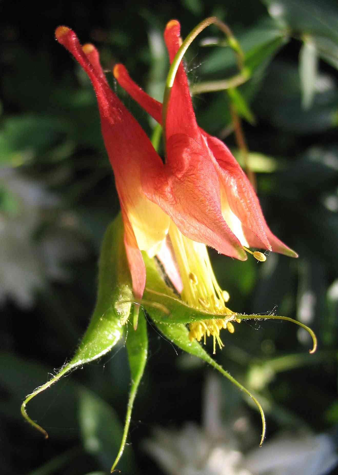 Red columbine