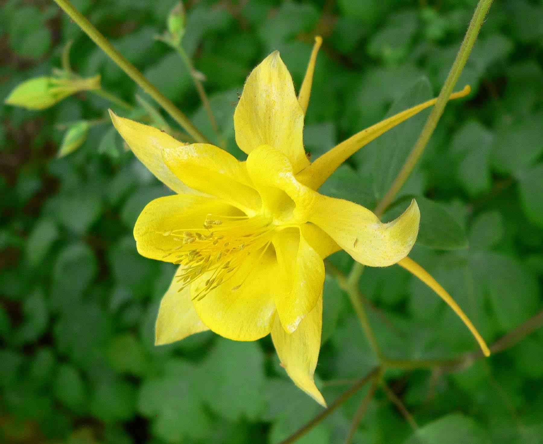 Golden columbine