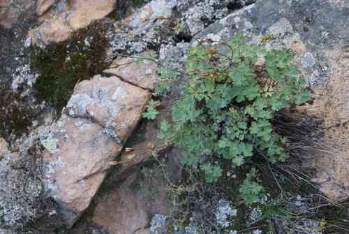 Green-flowered columbine