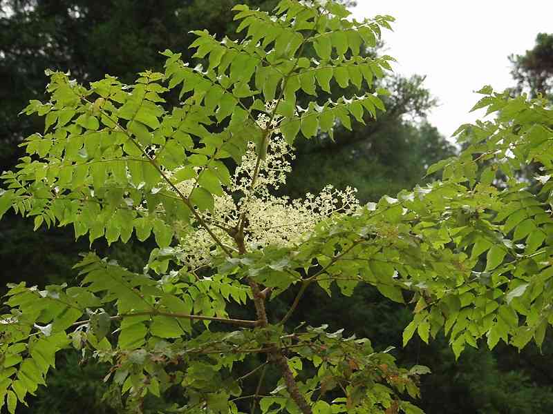 Japanese angelica tree