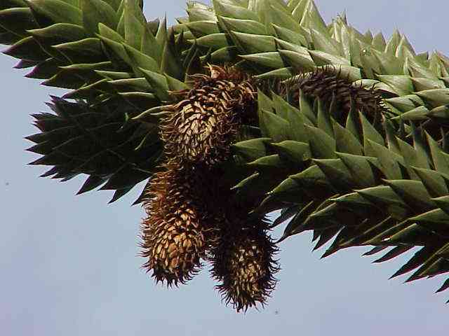 Monkey puzzle tree