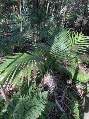 King palm
