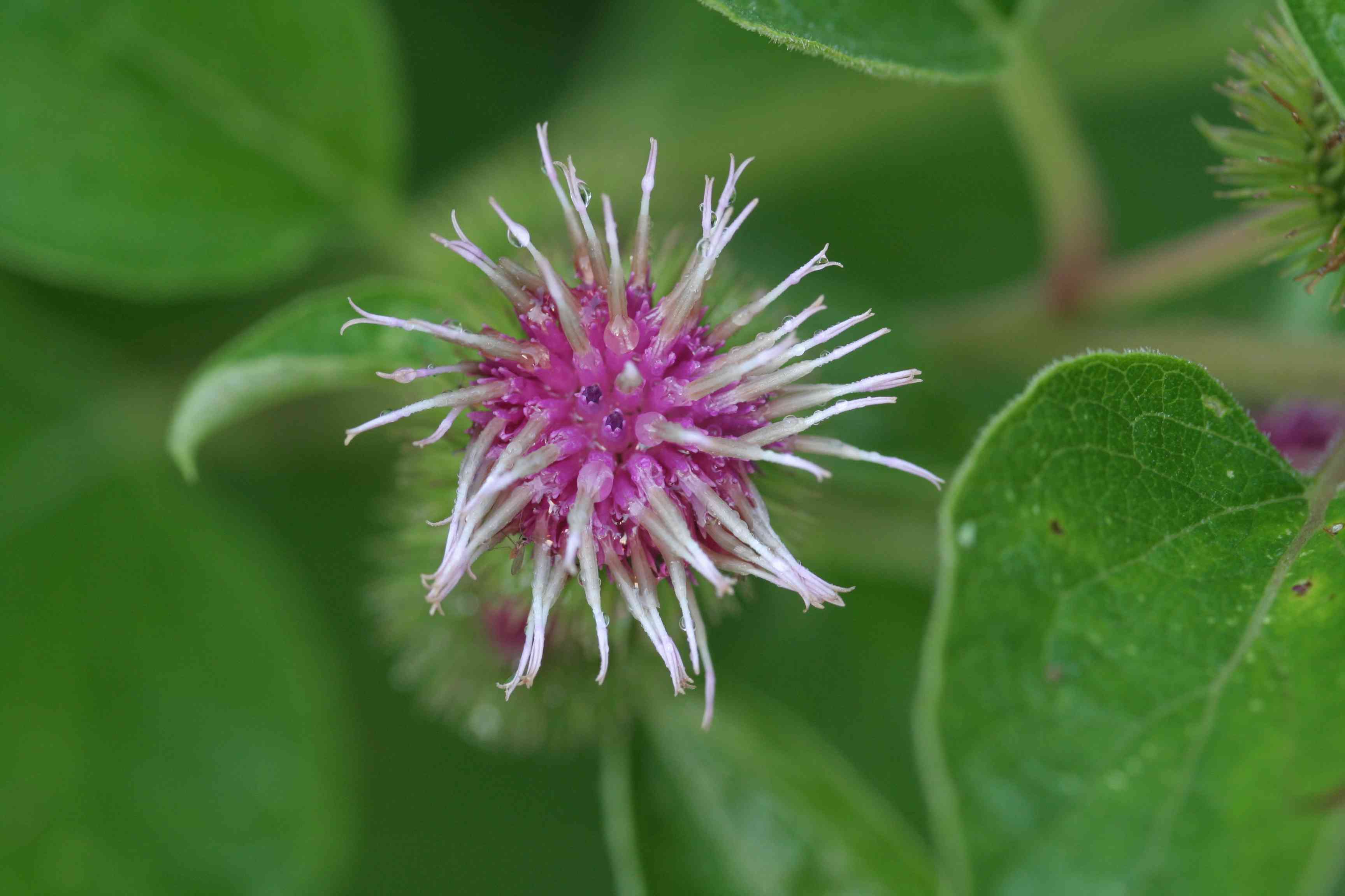 Lesser burdock
