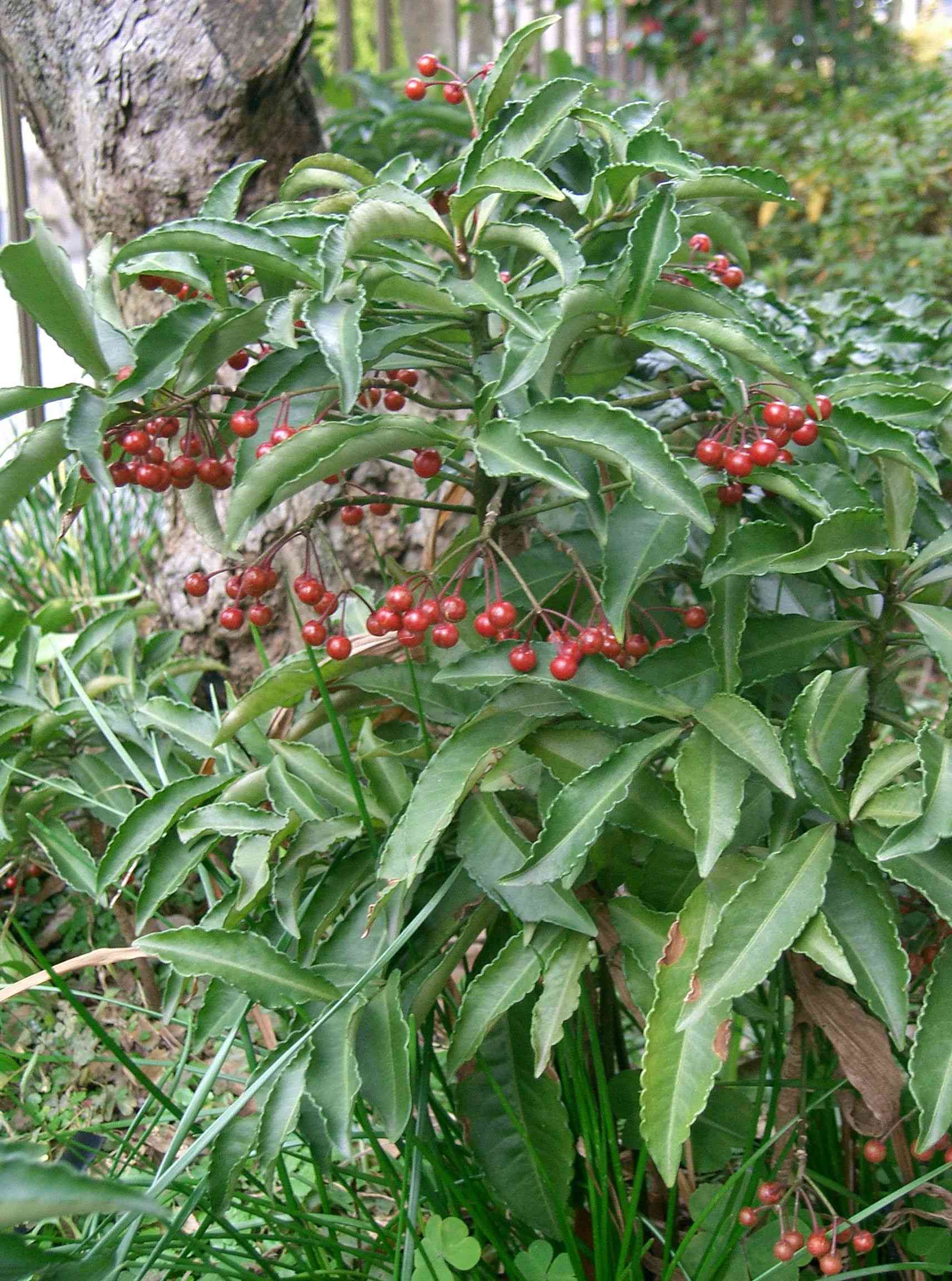 Christmas berry