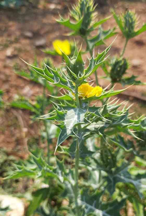 Mexican prickly poppy