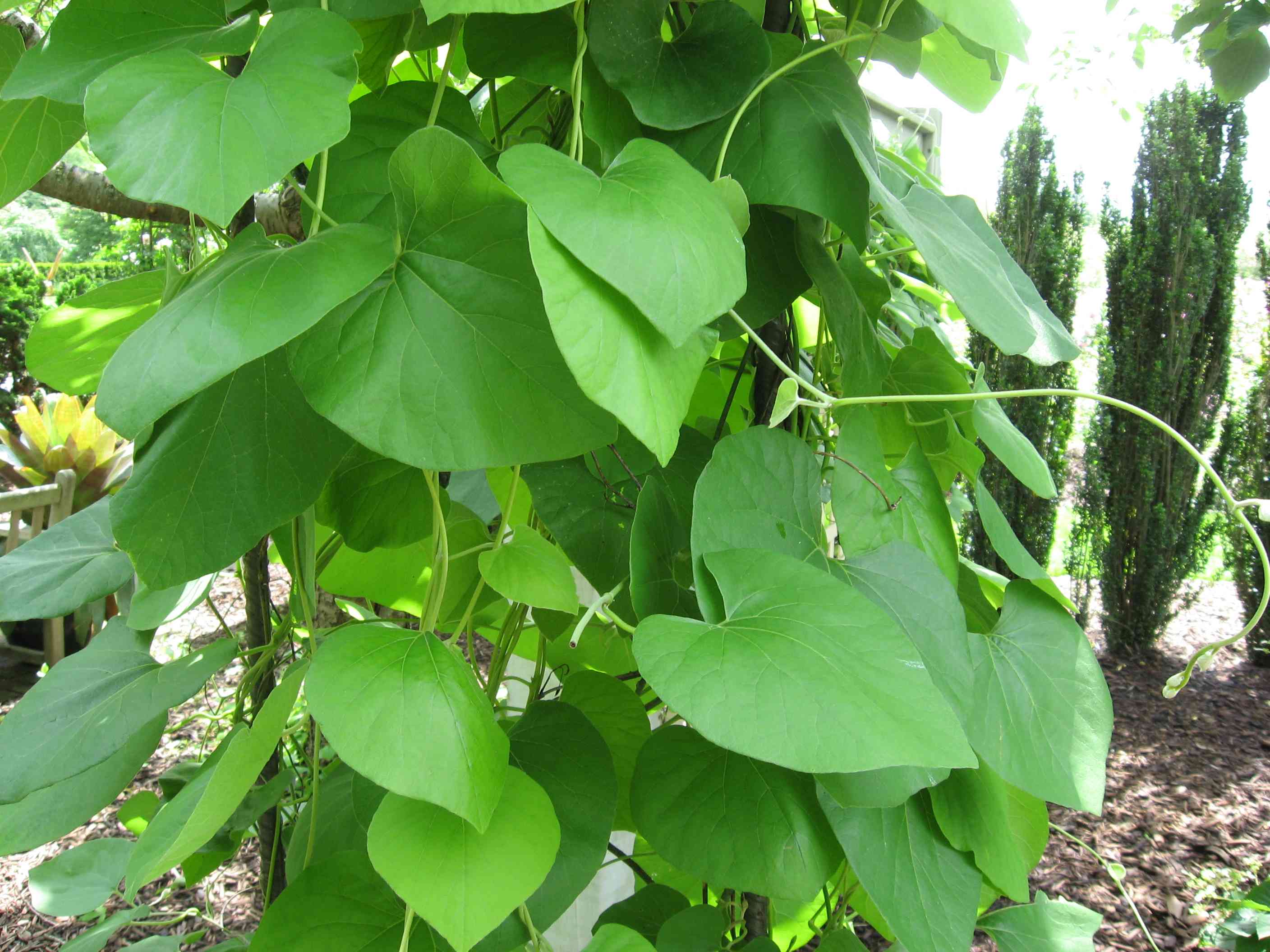 Woolly dutchman's pipe