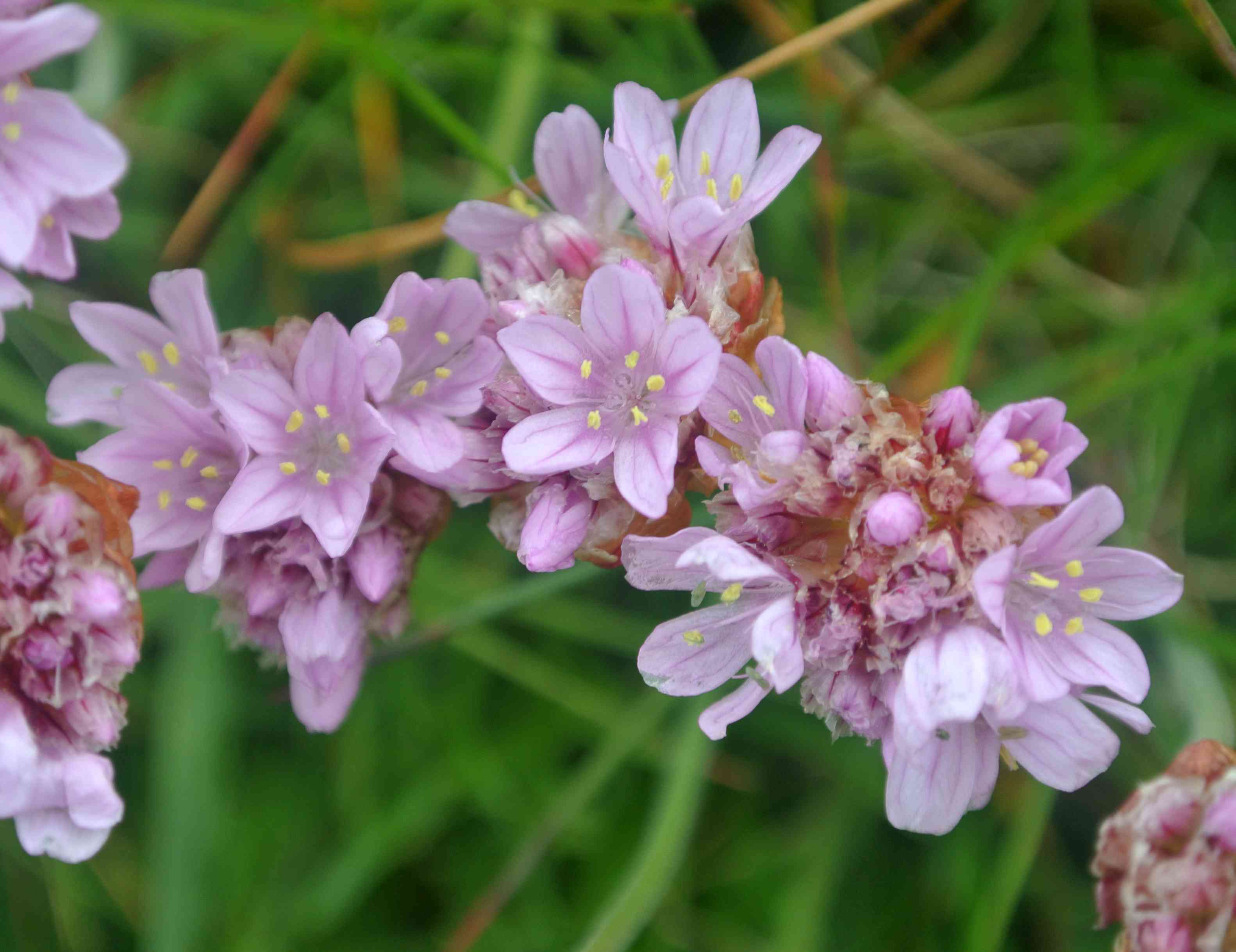 Sea thrift
