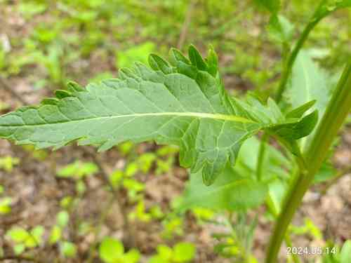 Horseradish
