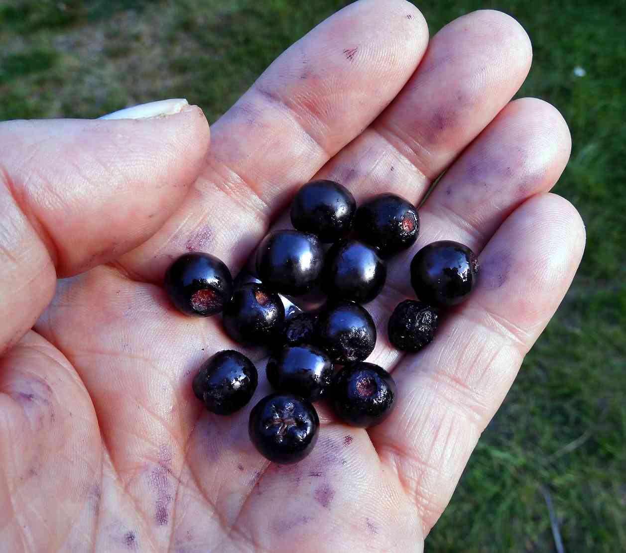 Black chokeberry