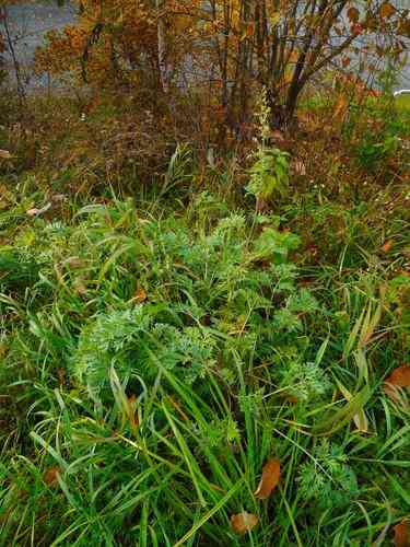 Common wormwood