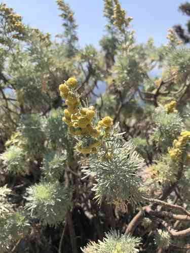 Tree wormwood