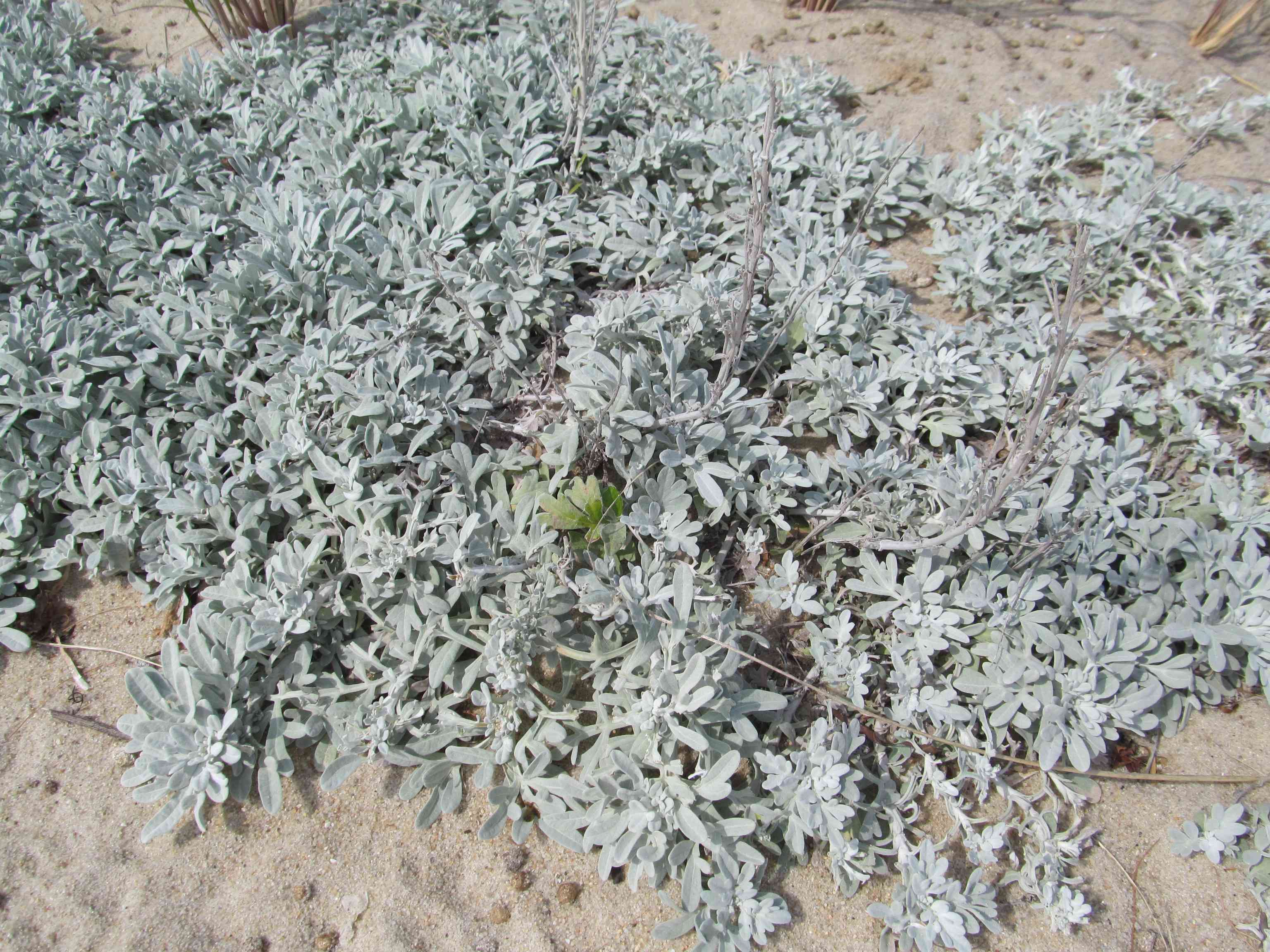 Hoary mugwort