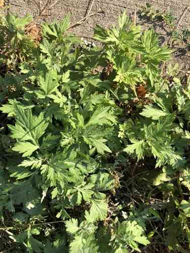 Common mugwort