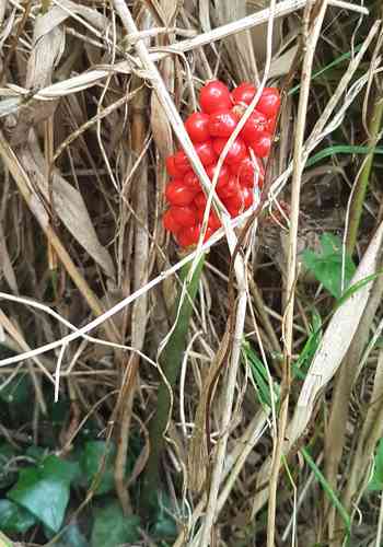 Cuckoo pint