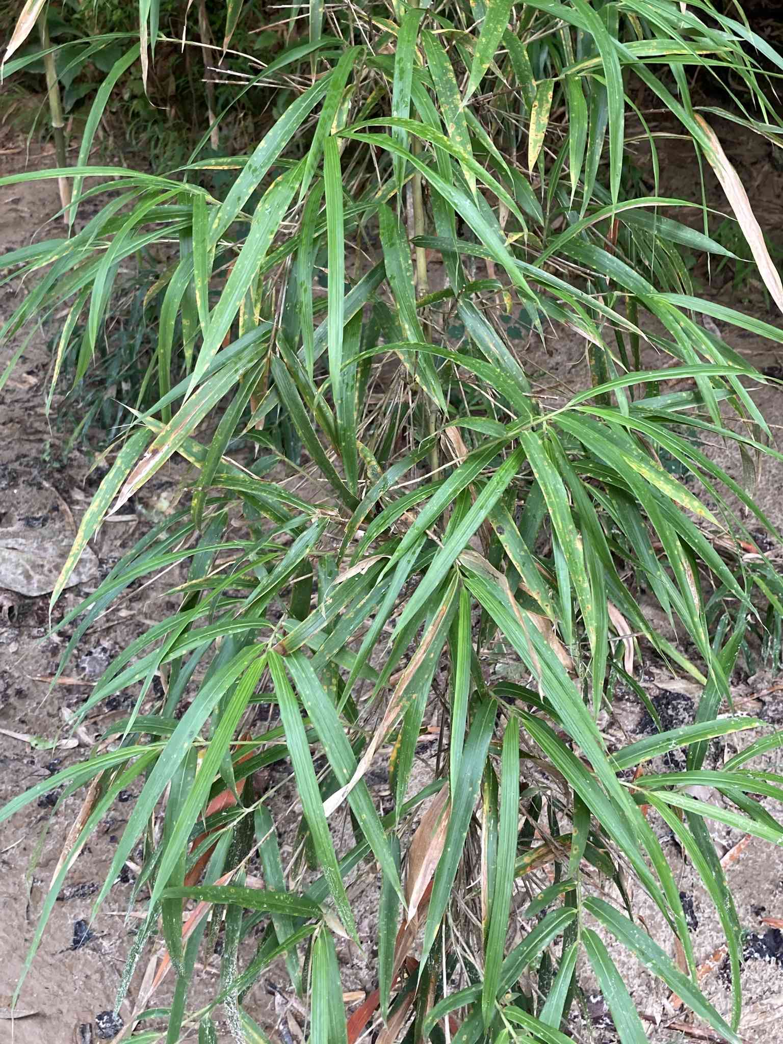 Giant cane