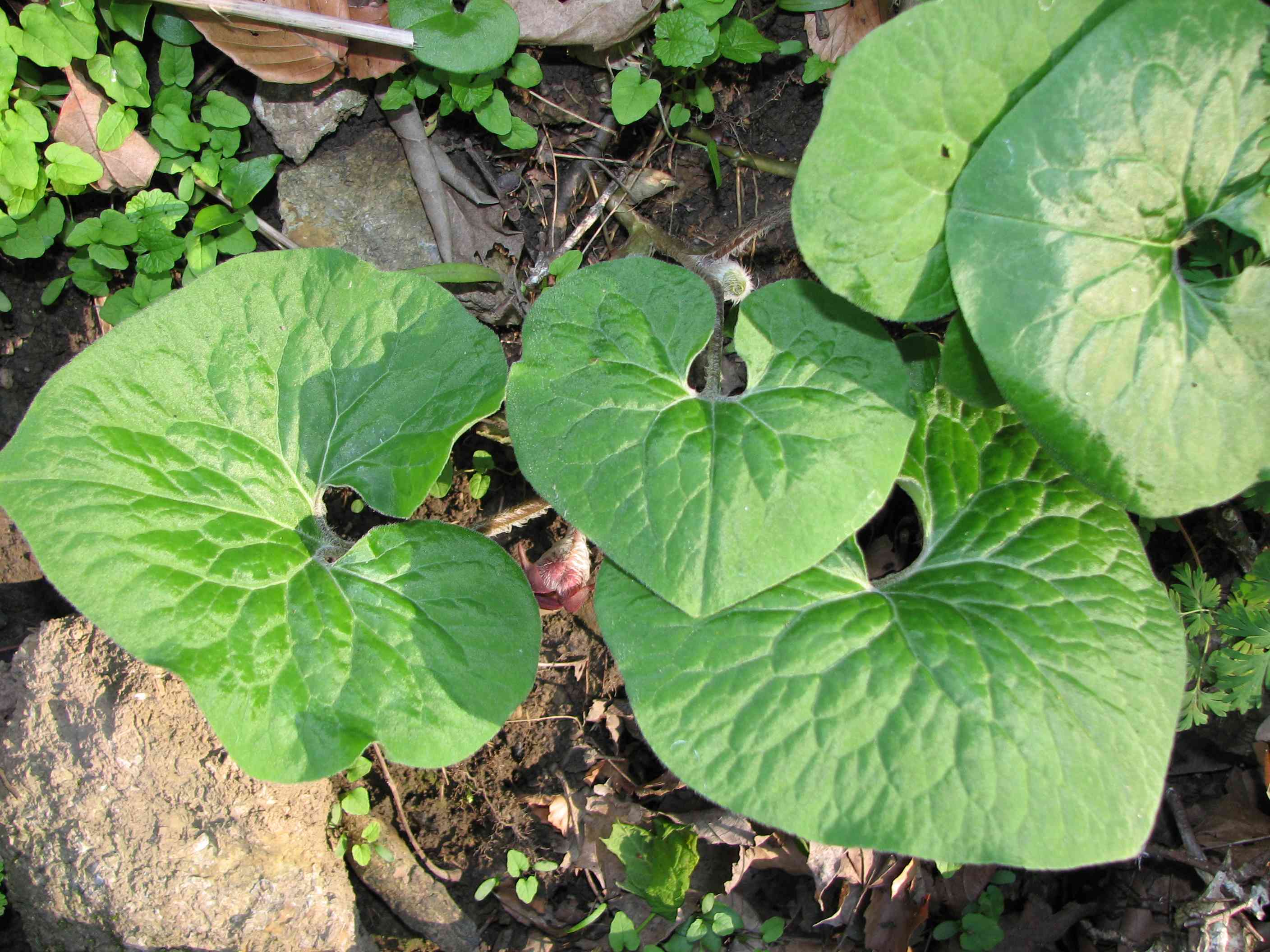 Wild ginger
