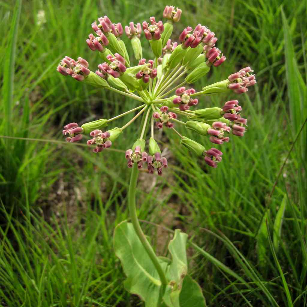 Clasping milkweed