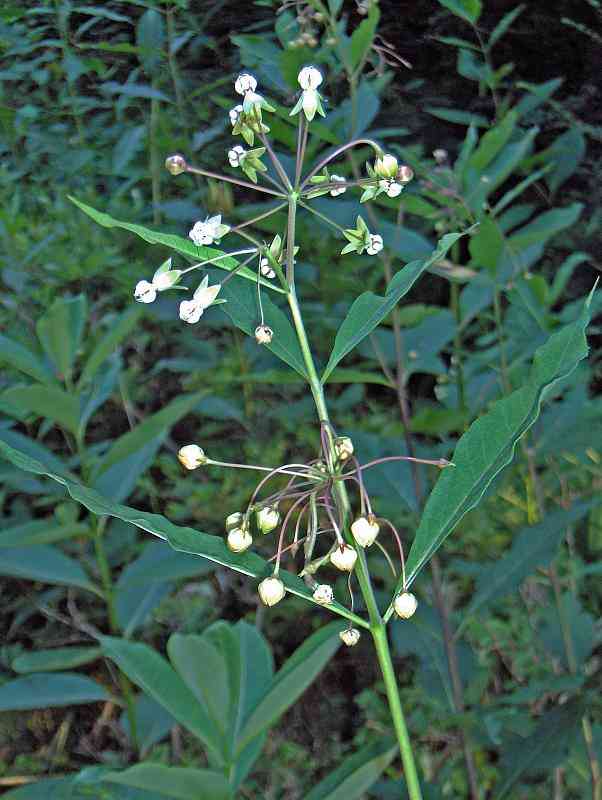 Poke milkweed