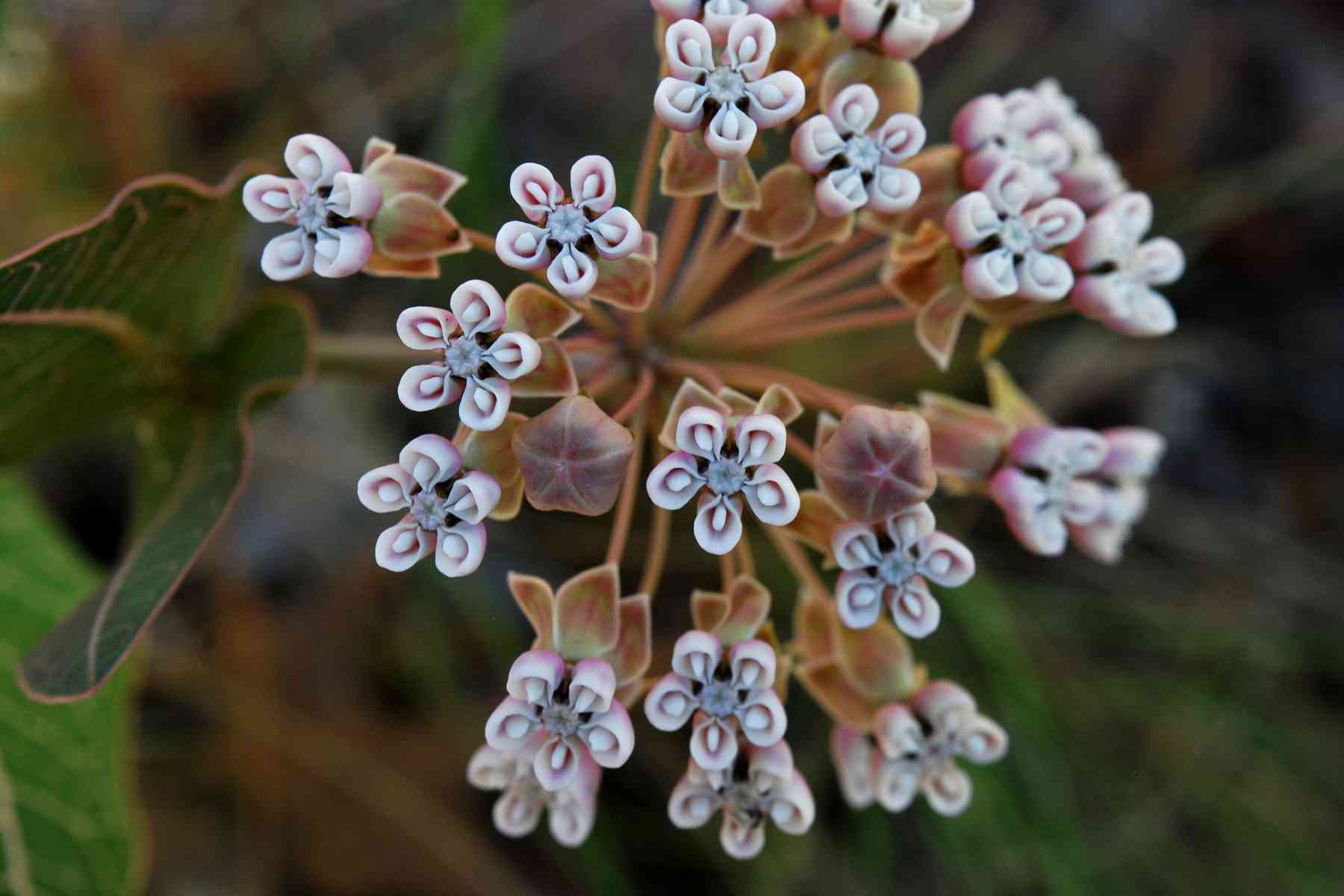 Pinewoods Milkweed