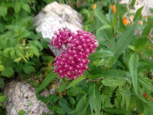 Swamp milkweed