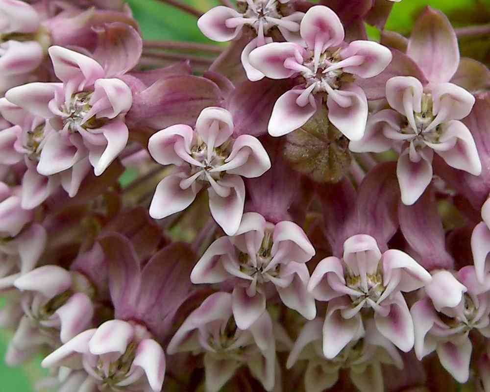 Common milkweed