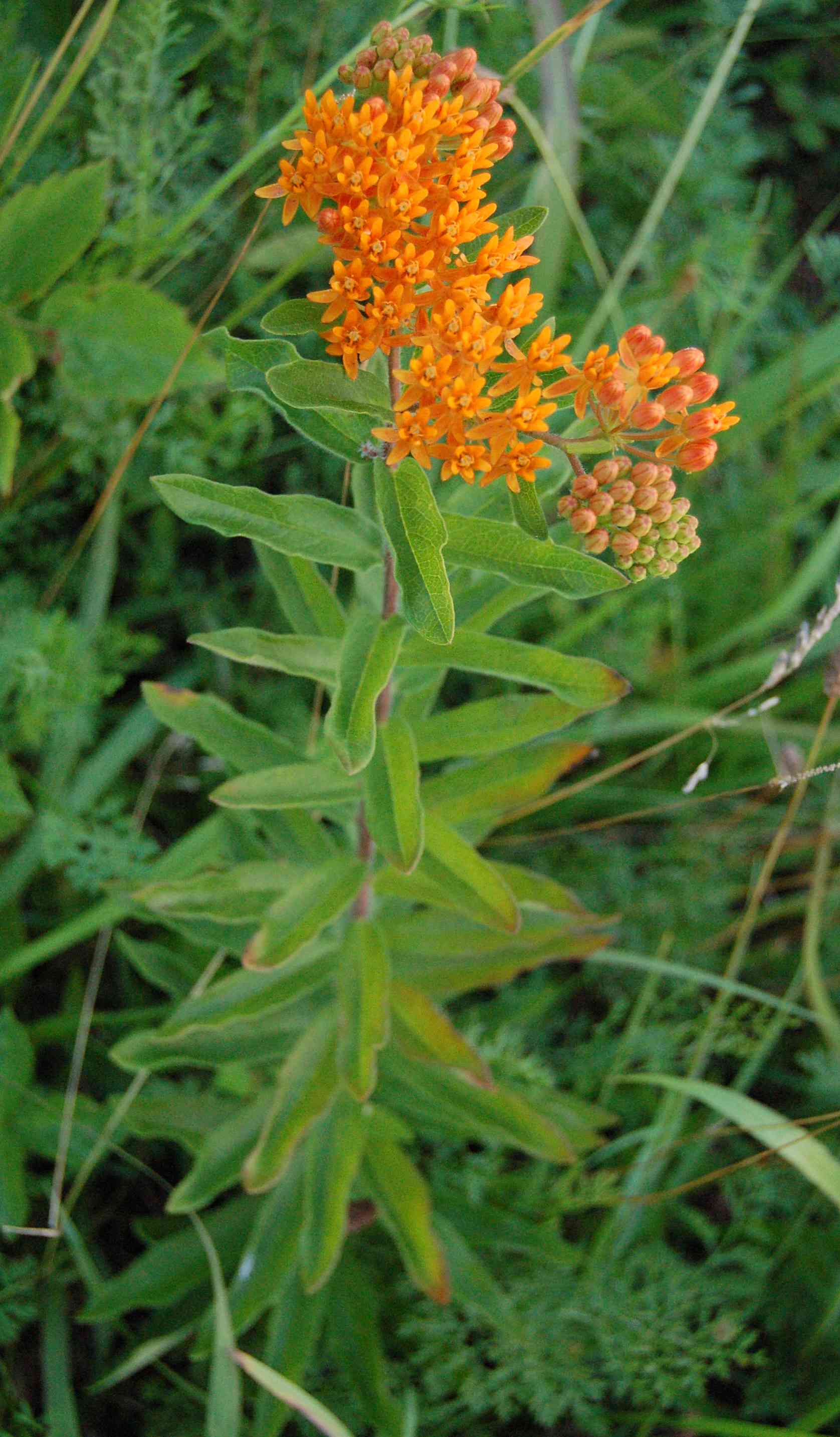 Butterfly weed