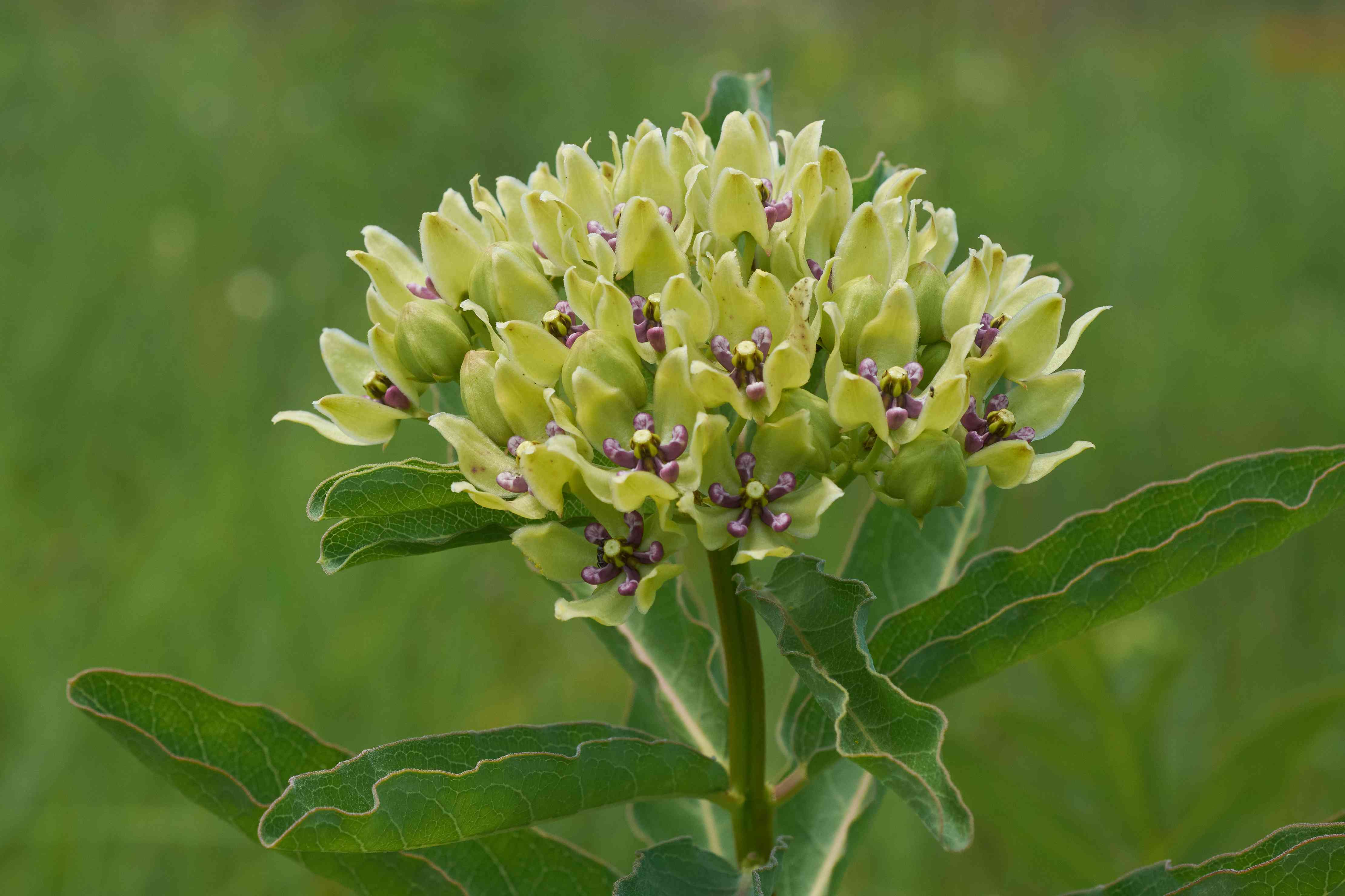 Green milkweed