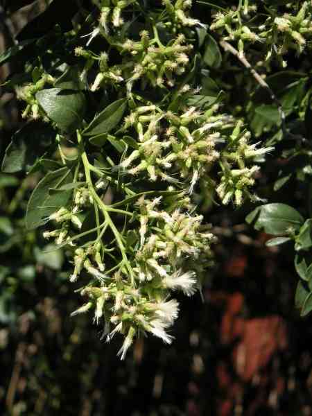 Groundsel bush