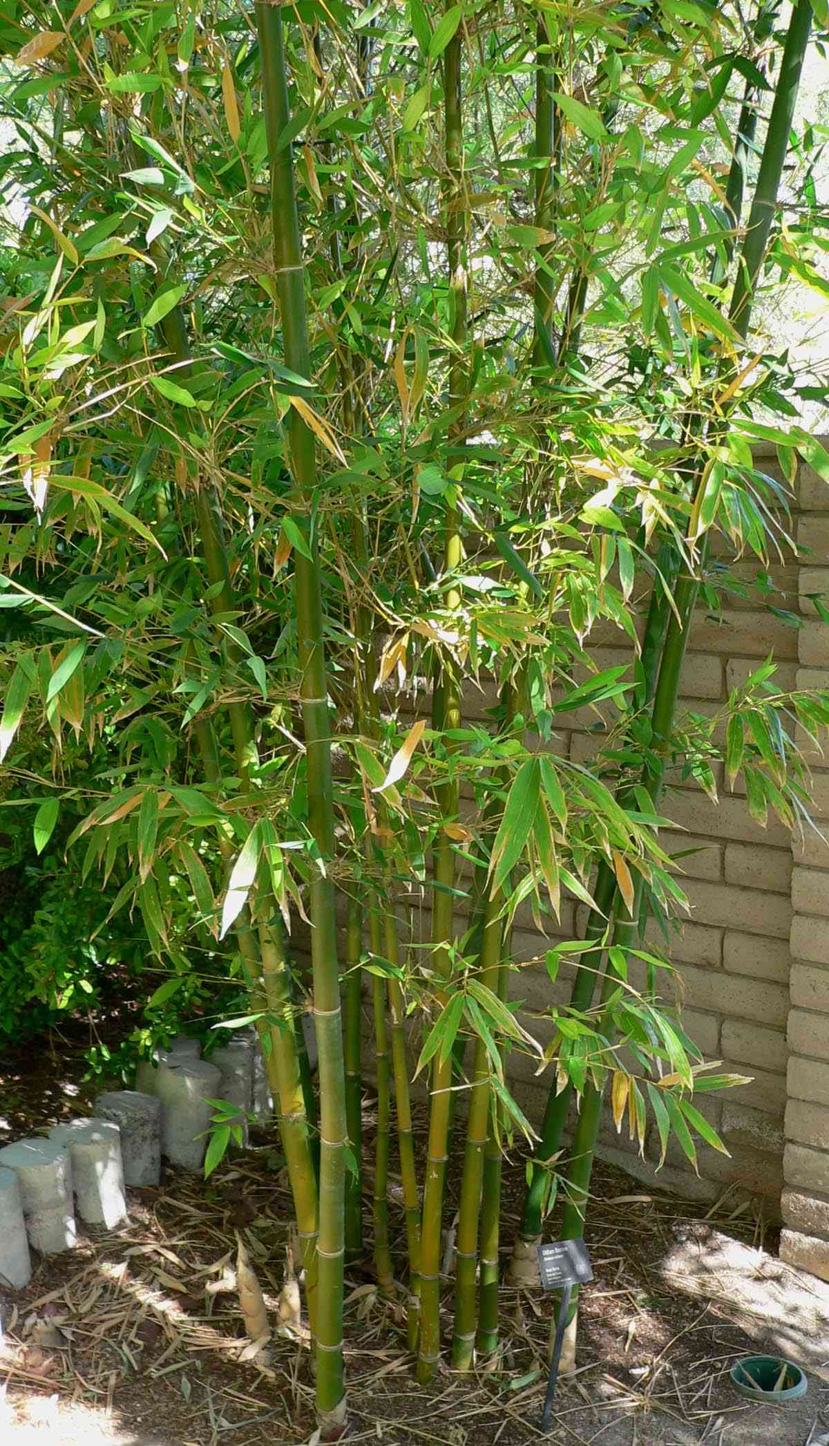 Giant timber bamboo