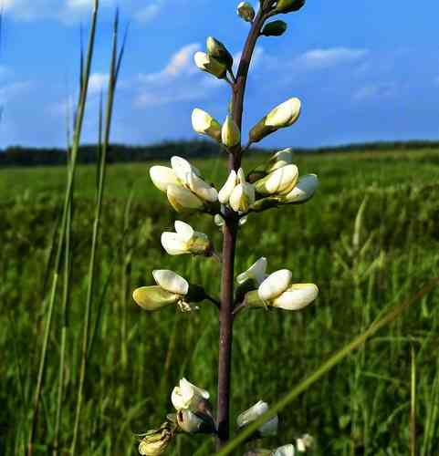 White wild indigo