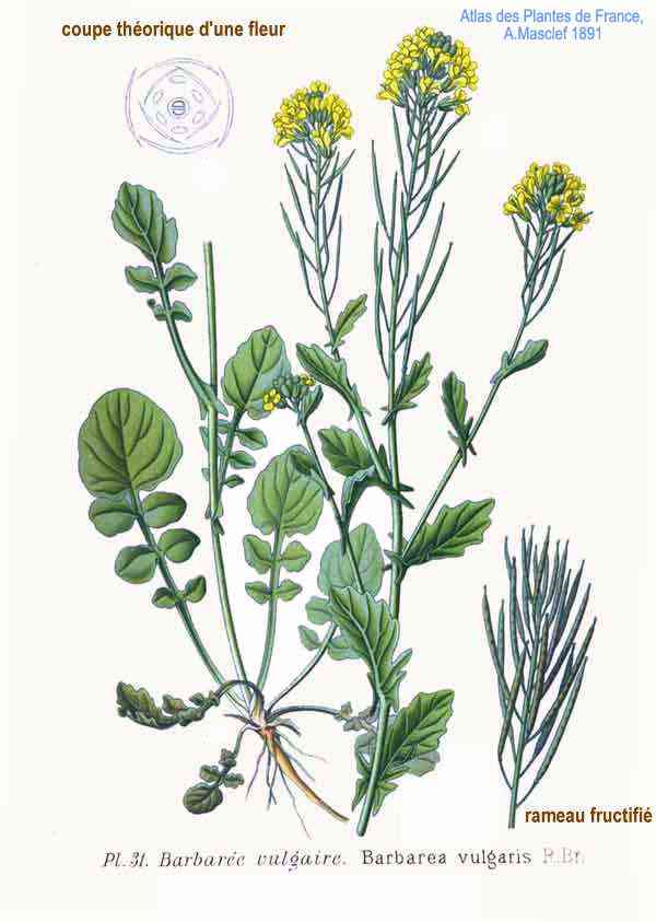 Yellow rocket
