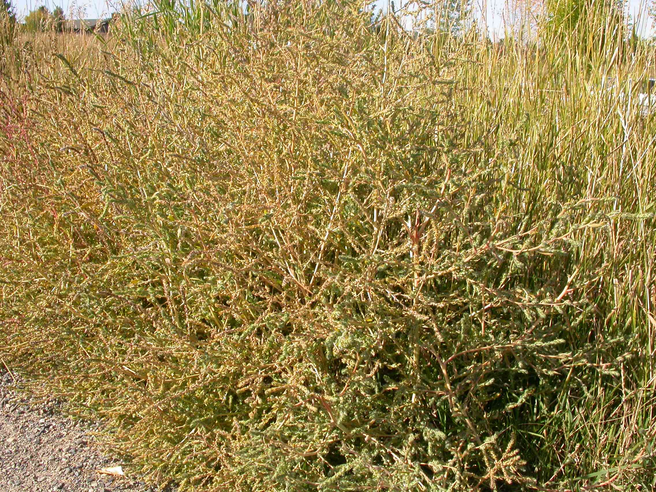 Summer cypress