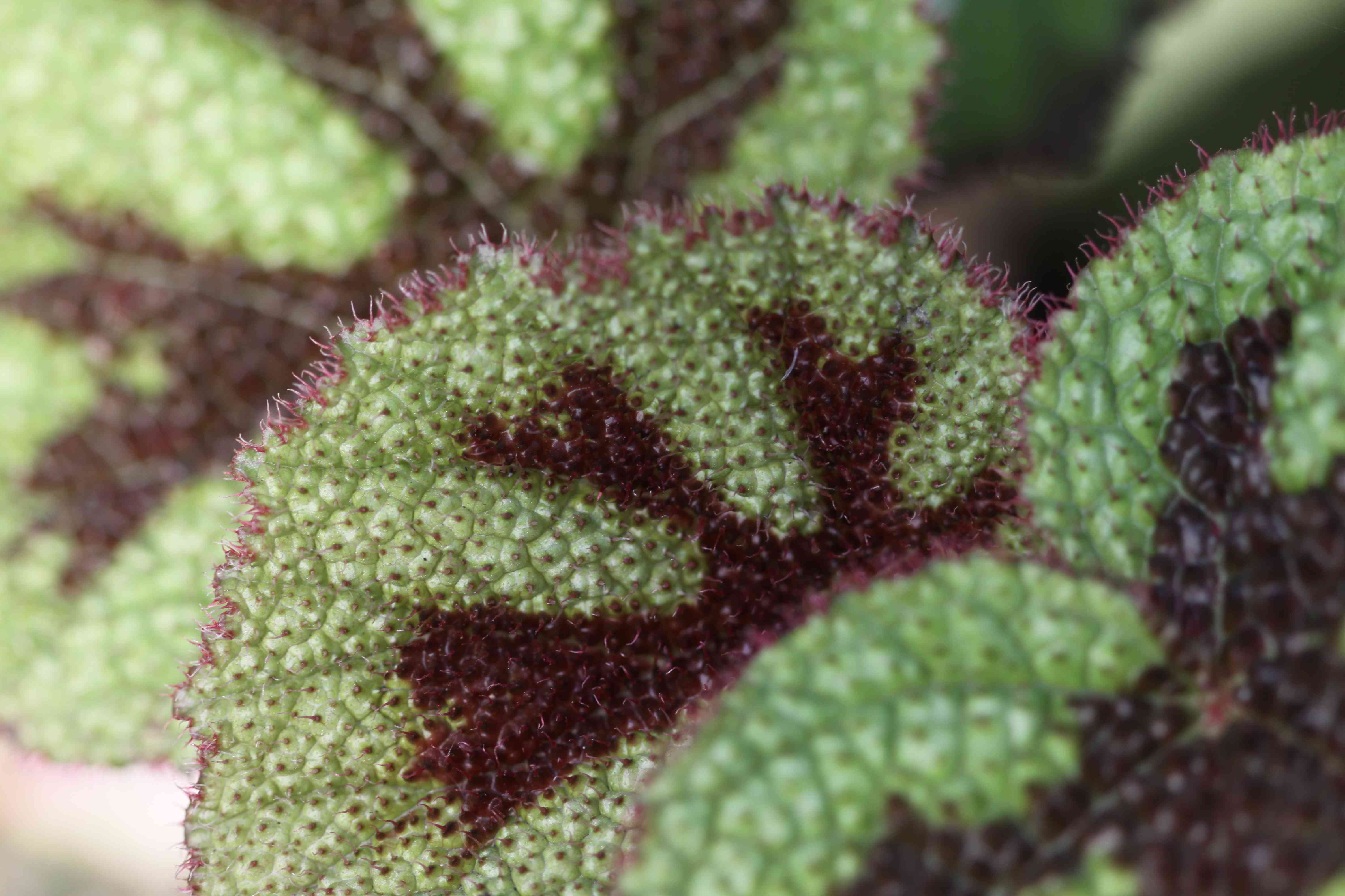Iron Cross Begonia