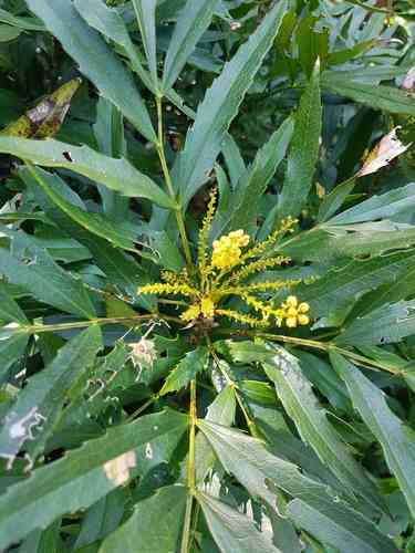 Chinese mahonia