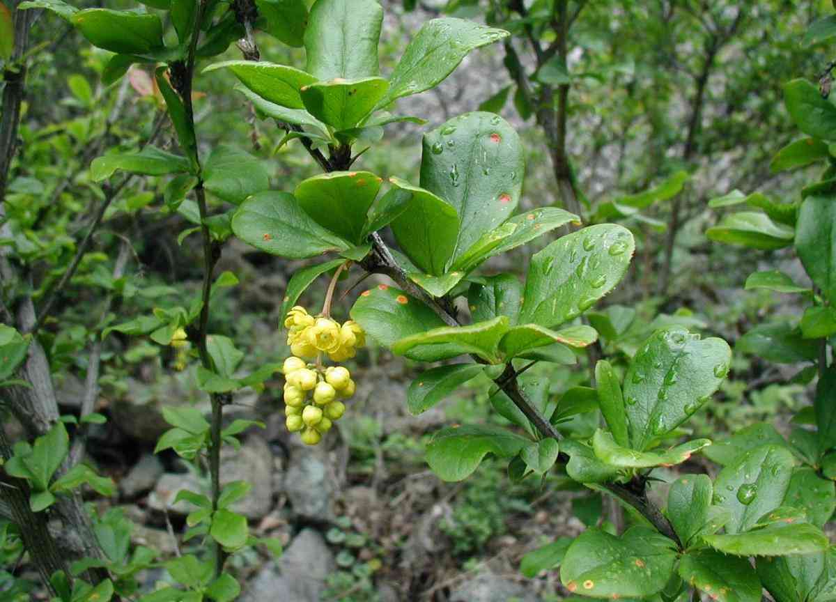 Common barberry
