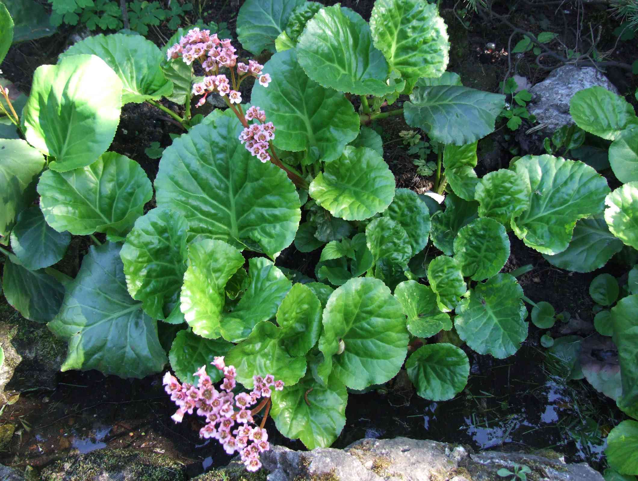 Heartleaf bergenia