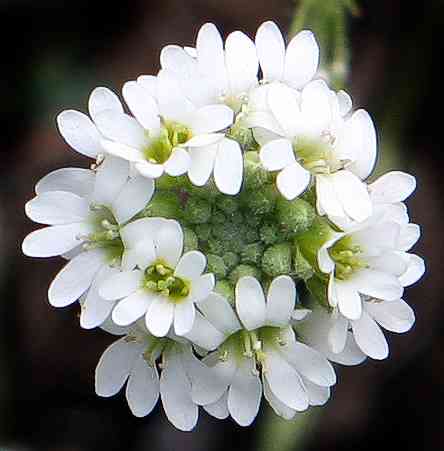 Hoary alyssum