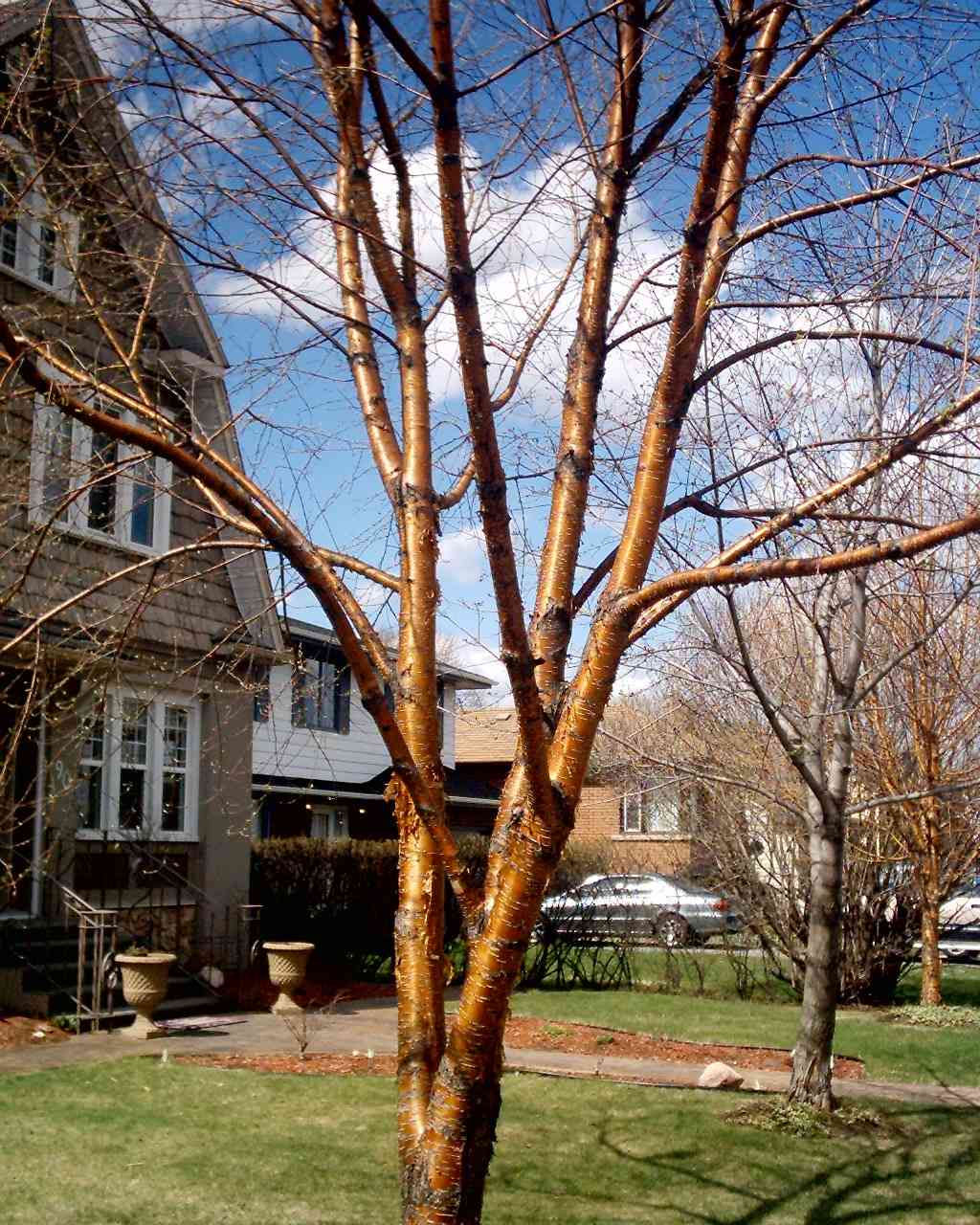 Yellow Birch