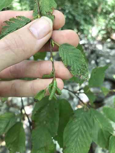 Sweet birch