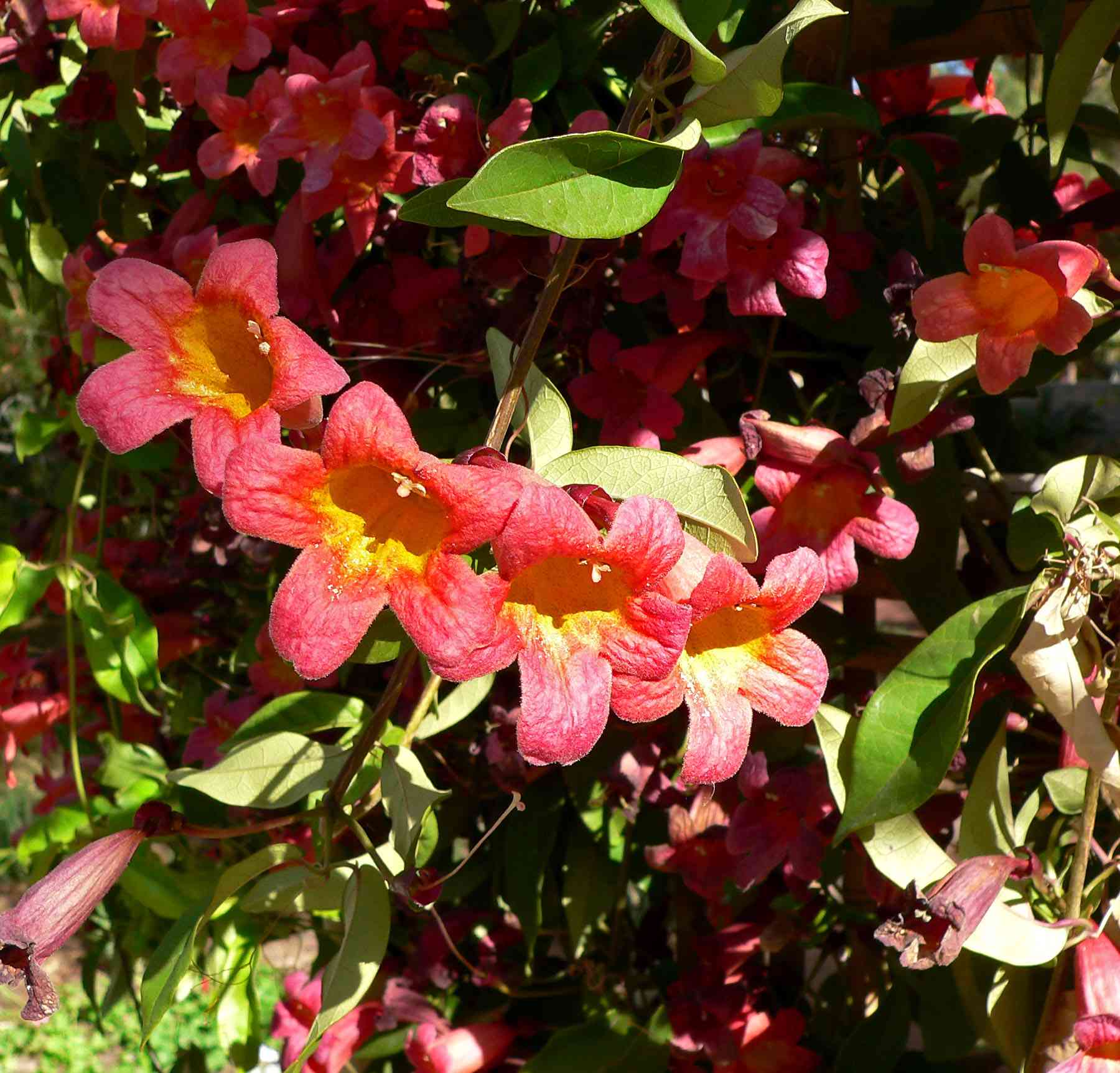 Crossvine